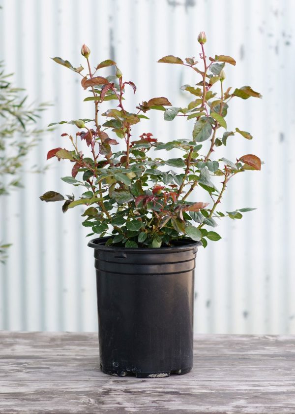 Enchanted Peace™ Rose Potted Online now