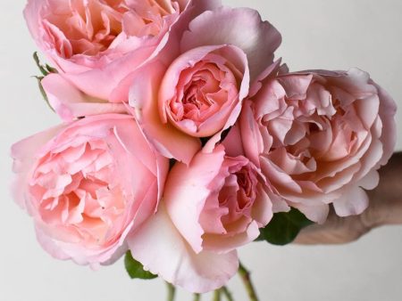 Princesse Charlene de Monaco® Rose Potted on Sale