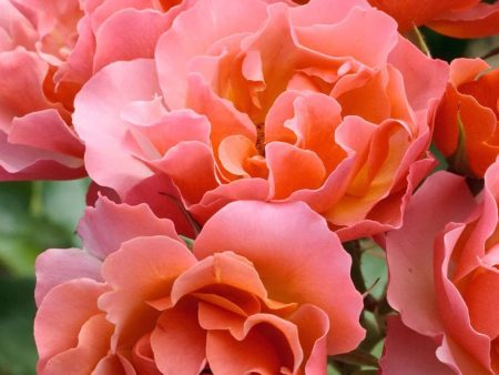 Tequila® Supreme Rose Potted Online