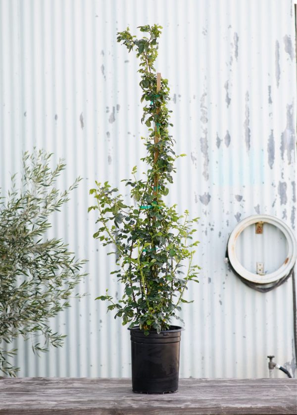 Sally Holmes Climbing Rose Potted Online Sale