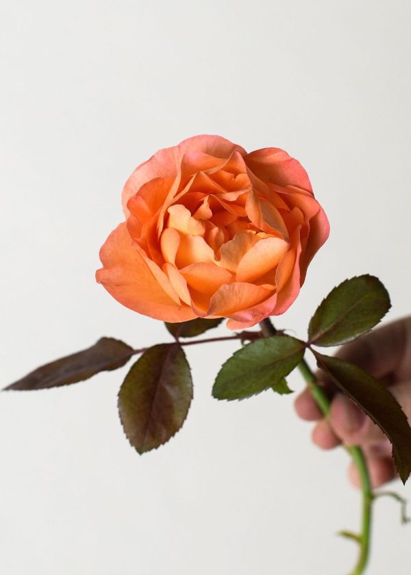 Lady Emma Hamilton Rose Potted (Archived) Online