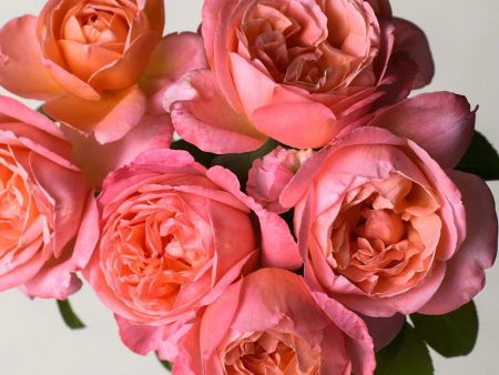 Sweet Mademoiselle™ Rose Potted Online Sale