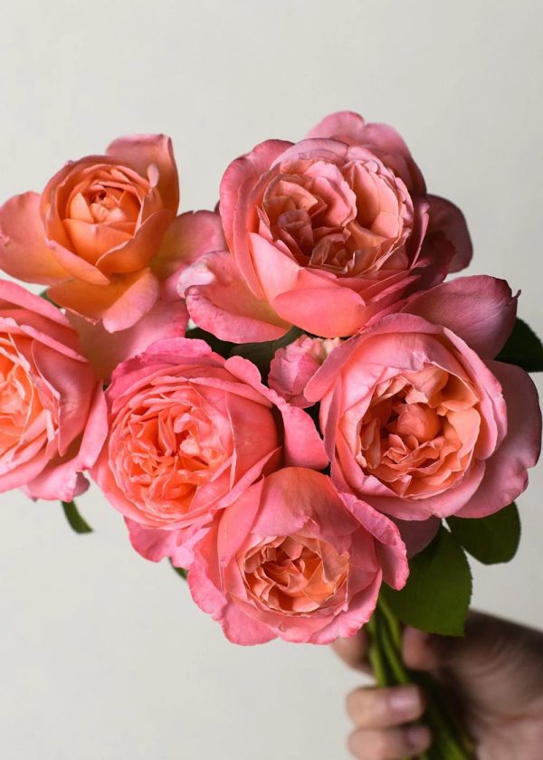 Sweet Mademoiselle™ Rose Potted Online Sale