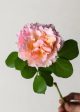 Princesse Charlene de Monaco® Rose Potted on Sale