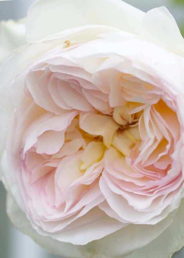 Bolero™ Rose Potted Online now