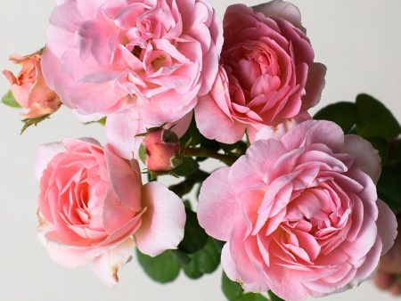 Queen Of Sweden Rose Potted (Archived) For Discount