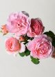 Queen Of Sweden Rose Potted (Archived) For Discount