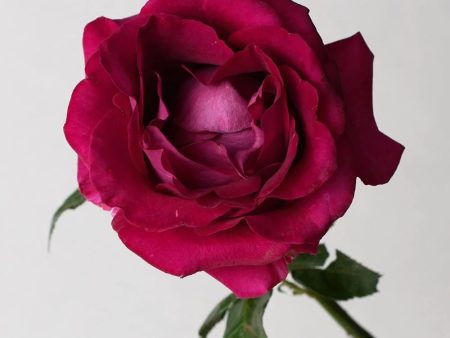 Stiletto™ Rose Potted (Archived) Supply