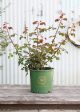 Munstead Wood Rose Potted (Archived) Online Hot Sale