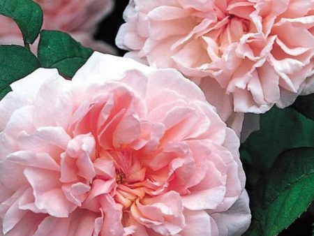 Eglantyne Rose Potted Hot on Sale