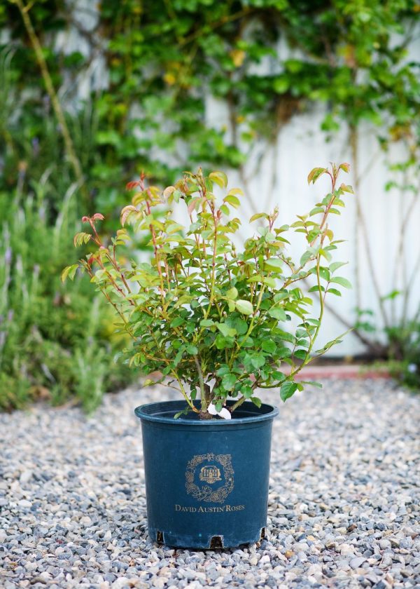 Strawberry Hill Climbing Rose Potted Discount