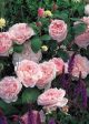 Eglantyne Rose Potted Hot on Sale