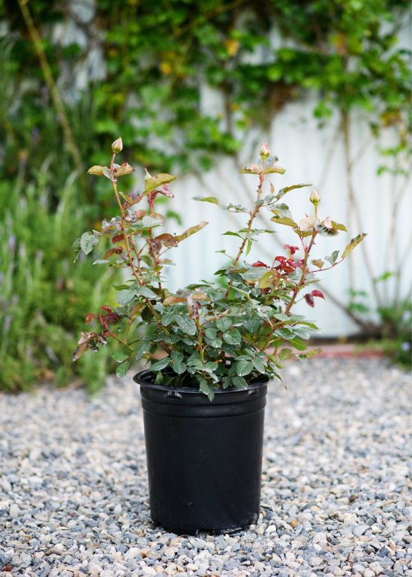 Ruby Red™ Rose Potted (Archived) Discount