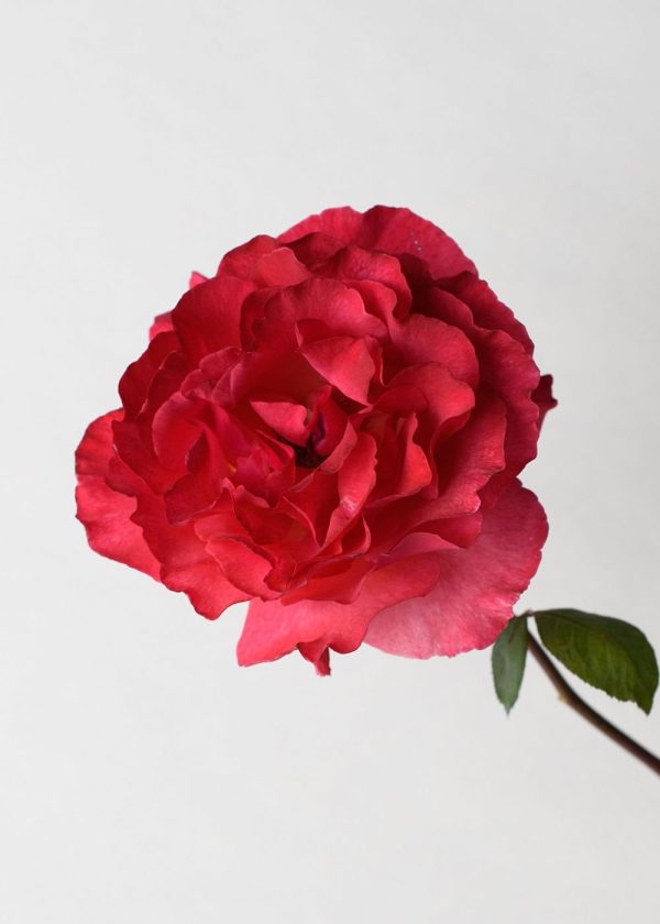 Sedona Rose Potted Online Hot Sale