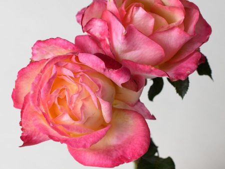 Enchanted Peace™ Rose Potted Online now