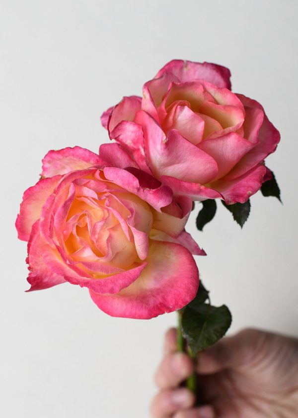 Enchanted Peace™ Rose Potted Online now