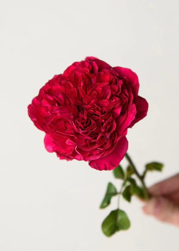 Rouge Royale™ Rose Potted (Archived) For Cheap