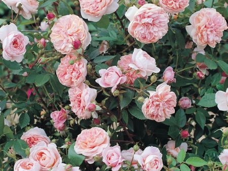 Colette™ Climbing Rose Potted Cheap