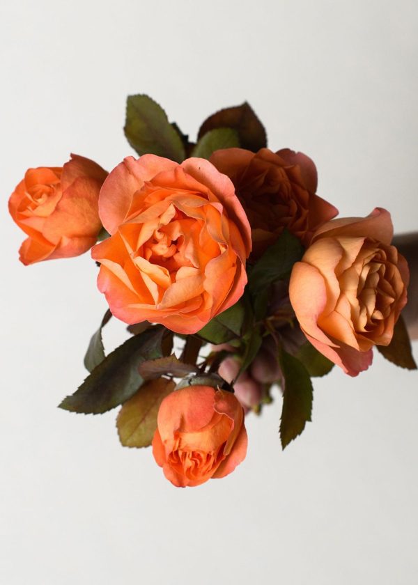 Lady Emma Hamilton Rose Potted (Archived) Online