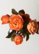 Lady Emma Hamilton Rose Potted (Archived) Online