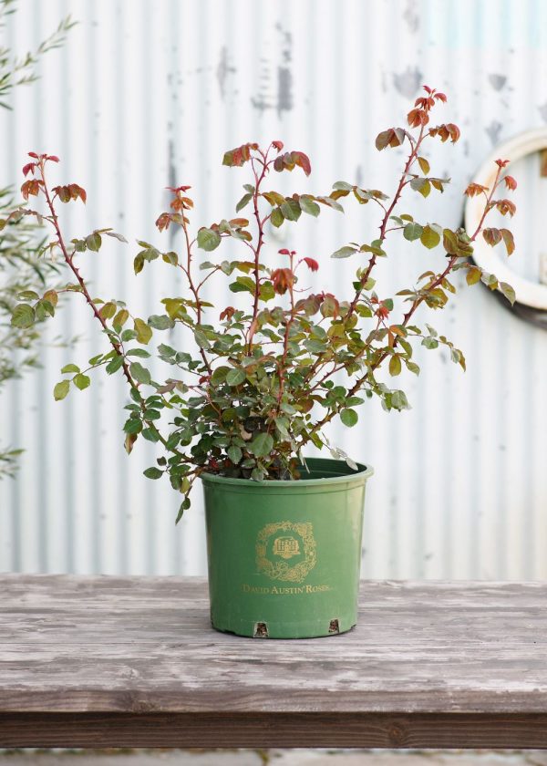 Strawberry Hill Climbing Rose Potted Discount