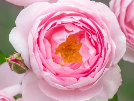 Scepter d Isle Rose Potted Online now