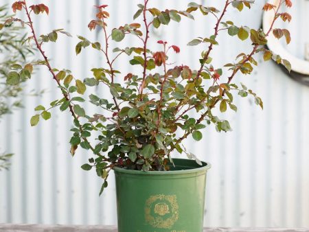 The Alnwick Rose Potted (Archived) Sale