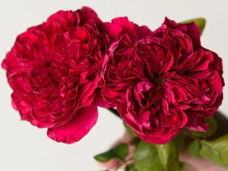 Rouge Royale™ Rose Potted (Archived) For Cheap