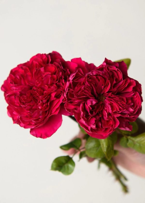 Rouge Royale™ Rose Potted (Archived) For Cheap