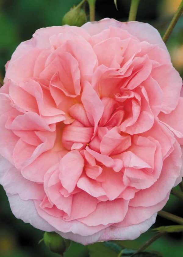 Strawberry Hill Climbing Rose Potted Discount