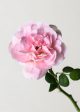 Queen Of Sweden Rose Potted (Archived) For Discount