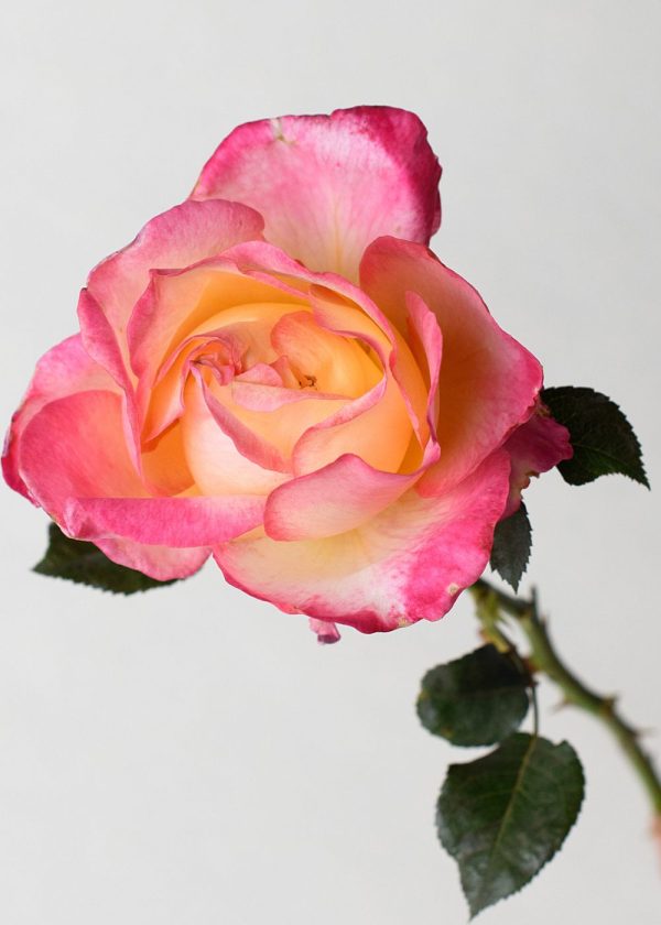 Enchanted Peace™ Rose Potted Online now