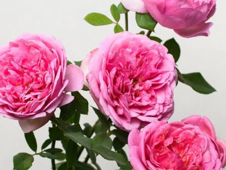 Boscobel Rose Potted Online Sale