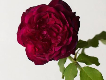 Munstead Wood Rose Potted (Archived) Online Hot Sale