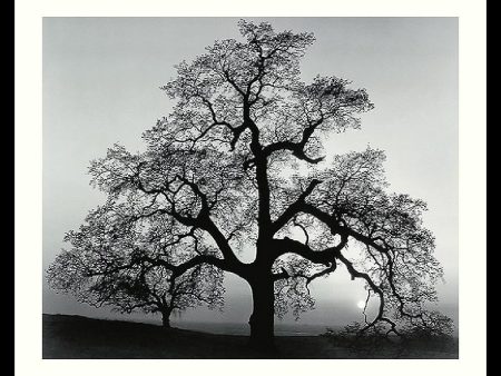 23 H x 27 W Ansel Adams Oak Tree Sunset City California 1962 Framed Print For Sale