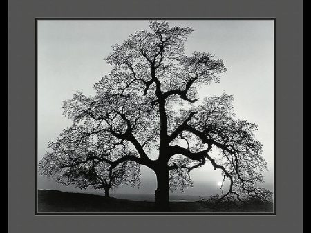 25 H x 29 W Ansel Adams Oak Tree Sunset City California 1962 Framed Print Hot on Sale